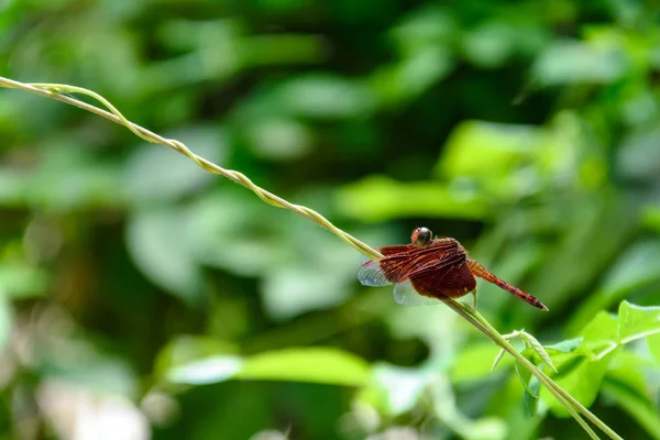 Yusufçuk yaprak doğa arka plan bulanık — Stok fotoğraf