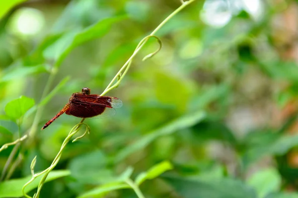 Yusufçuk yaprak doğa arka plan bulanık — Stok fotoğraf