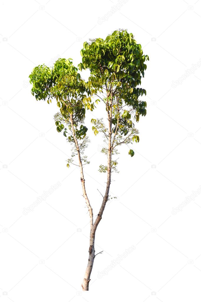 green tree nature isolated