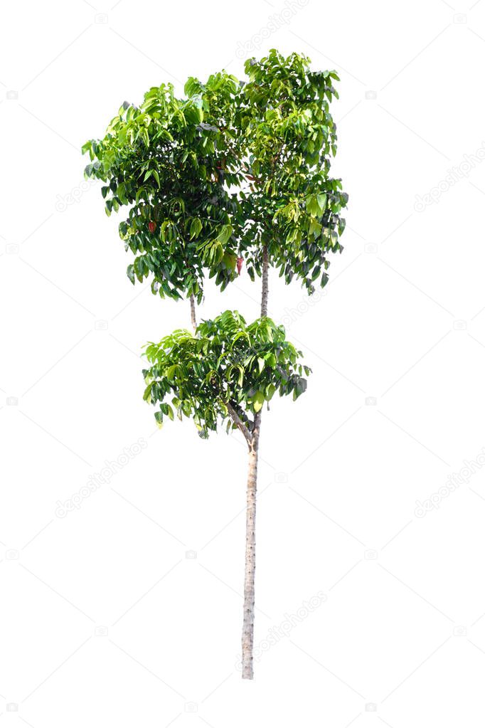 green tree nature isolated