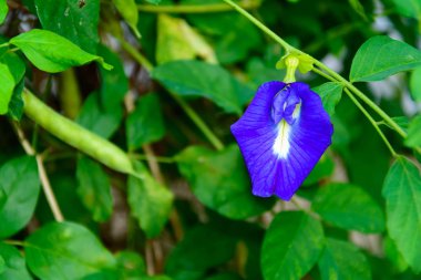Kelebek bezelye çiçek doğa ot 