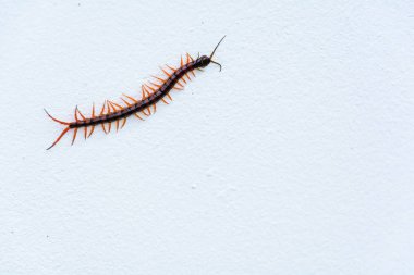 duvar çimento beyaz küçük kırkayak