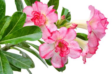 ağaç adenium siyah pot izole kapatmak