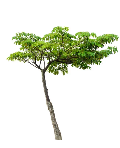 Natura albero verde isolato — Foto Stock