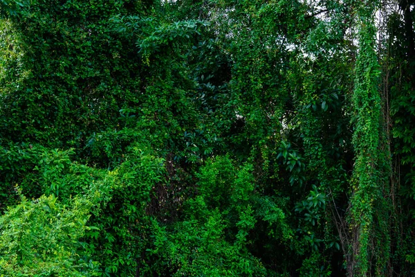 Візерунок зеленого листя лісу — стокове фото