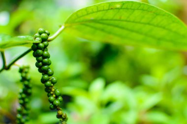 ham biber bitki doğa kadar kapatın