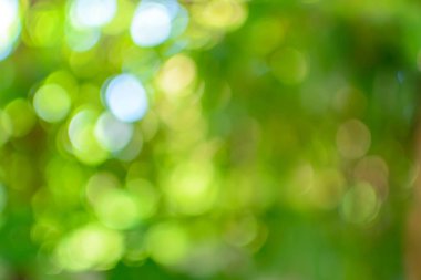 Yeşil bokeh daire ağaç arka plan