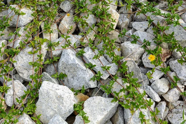 Rochers et herbe nature et motif — Photo