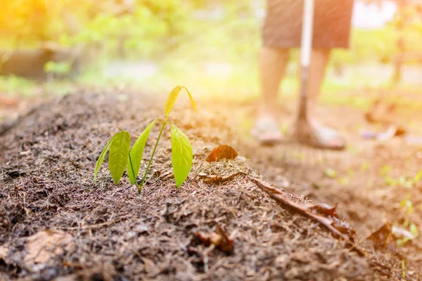 Bodendünger aus nächster Nähe Ökolandbau Natur — Stockfoto