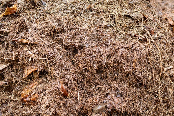 Bodendünger aus nächster Nähe Ökolandbau Natur — Stockfoto