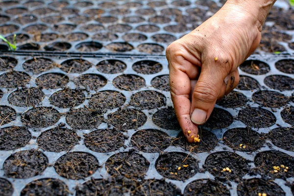 Semente que cresce em uma bandeja planta uma árvore — Fotografia de Stock