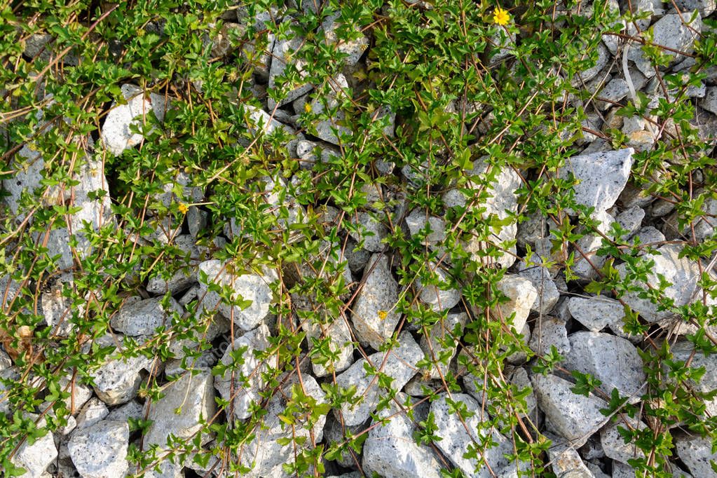 Rocks and grass nature and pattern — Stock Photo © life_killer_2030