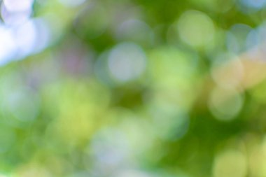 Yeşil bokeh daire ağaç arka plan