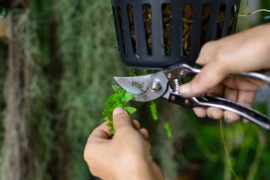 Tutun bıçak kesim dalları bahçesinde insanlar