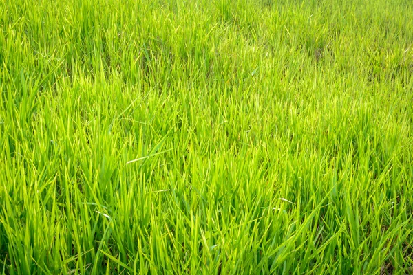 Zielona trawa tło wzór i streszczenie — Zdjęcie stockowe
