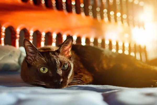 Закрыть животное коричневый кот спит в постели и легкий bokeh backgr — стоковое фото