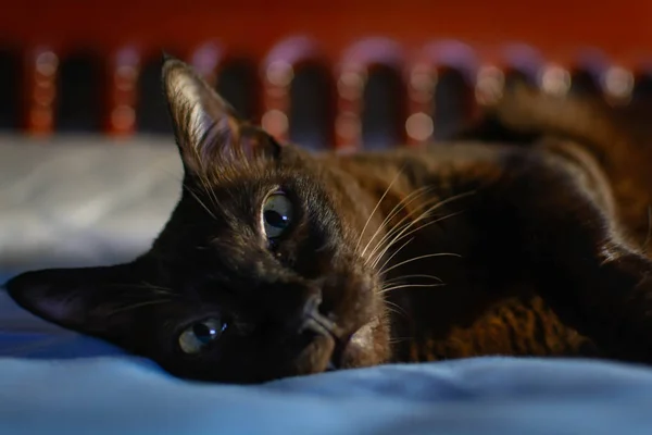 Закрыть животное коричневый кот спит в постели и легкий bokeh backgr — стоковое фото