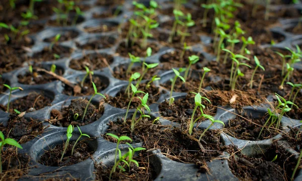 Seed growing  in a tray plant a tree — Stock Photo, Image