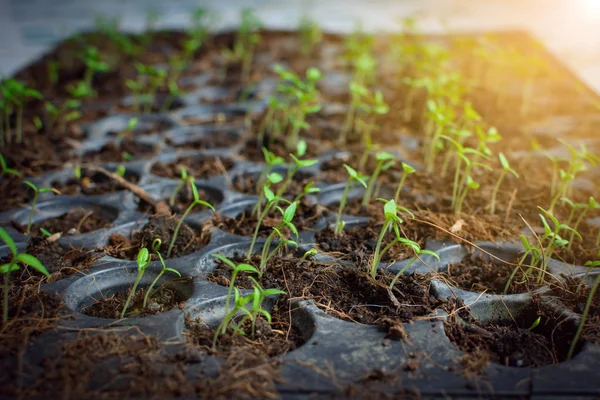 Seed growing  in a tray plant a tree — Stock Photo, Image