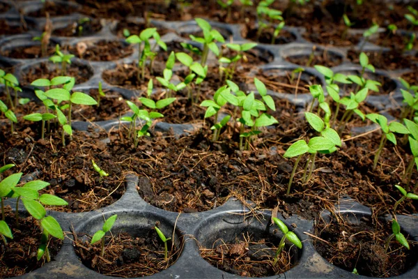 Seed growing  in a tray plant a tree — Stock Photo, Image