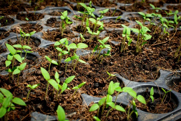 Les semences poussant dans un plateau plantent un arbre — Photo