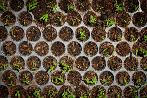 Samen, der in einem Tablett wächst, pflanzen einen Baum — Stockfoto