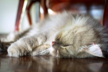 hayvan Farsça yatakta uyuyan kedi kadar kapatın ve ışık backg bulanıklık