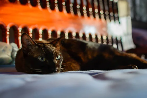 Die Katze Mit Einem Halben Schwarzen Gesicht Rot Sitzt Und