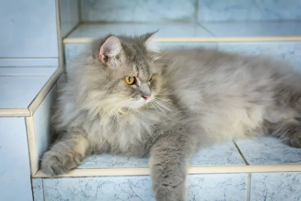 Primer plano animal persa gato durmiendo en cama y luz borrosa backg — Foto de Stock