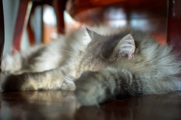 Закрыть животное Персидский кот спит в постели и легкое размытие спины — стоковое фото