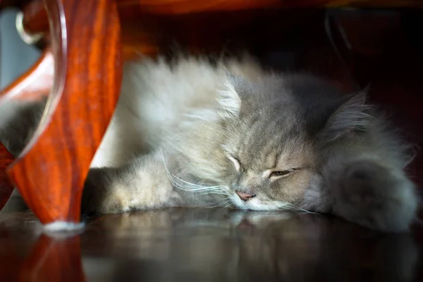 Закрыть животное Персидский кот спит в постели и легкое размытие спины — стоковое фото