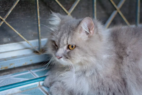 Vicino animale gatto persiano dormire a letto — Foto Stock