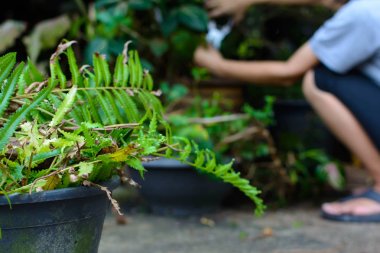 Tutun bıçak kesim dalları bahçesinde insanlar