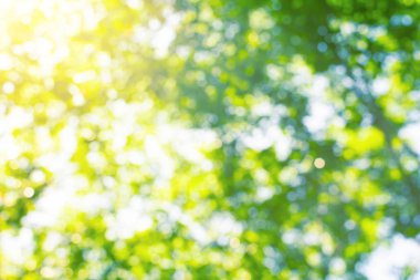 Yeşil bokeh ağaç ve arka plan