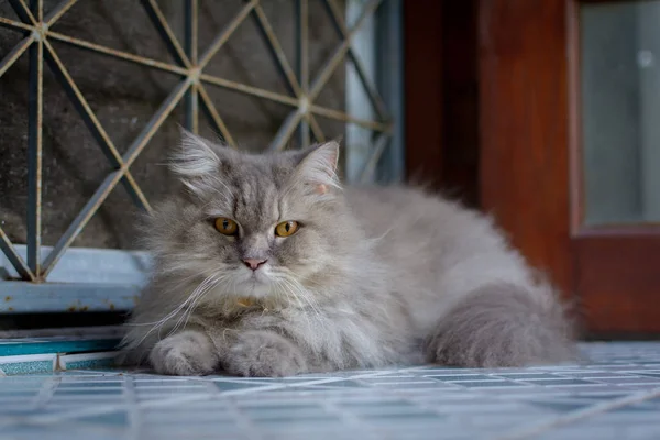 Close-up van dierlijke Perzische kat slapen in bed — Stockfoto