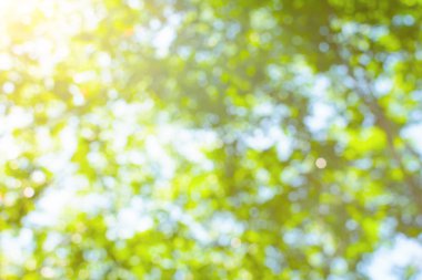 Yeşil bokeh ağaç ve arka plan