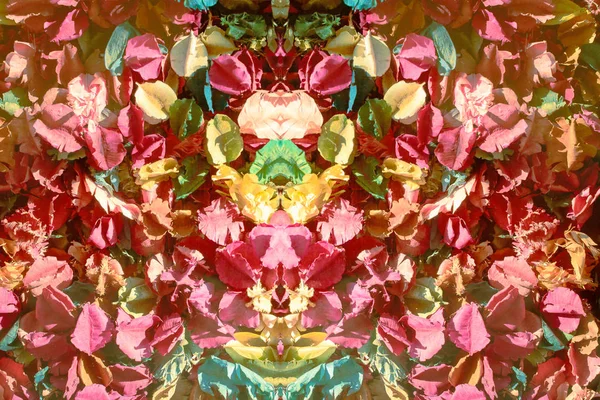 Вид зверху барвистий квітковий візерунок і фон — стокове фото