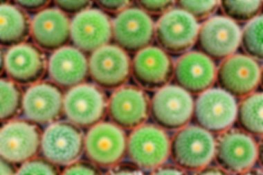 Kaktüs ağacında Dükkanı soydan gelen Satılık ev