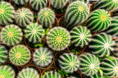 Kaktüs ağacında Dükkanı soydan gelen Satılık ev