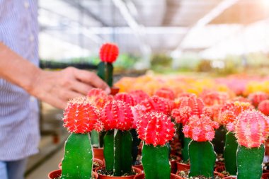 Kaktüs ağacında Dükkanı soydan gelen Satılık ev