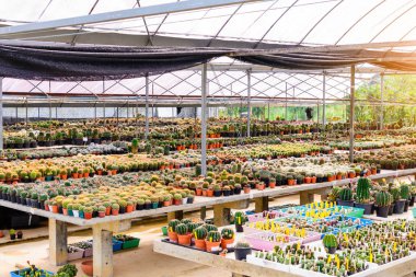 Kaktüs ağacında Dükkanı soydan gelen Satılık ev