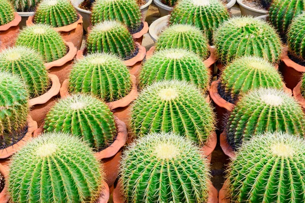 Cactus tree shop with breeding in the house — Stock Photo, Image