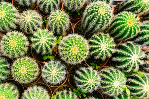 Kaktüs ağacında Dükkanı soydan gelen Satılık ev