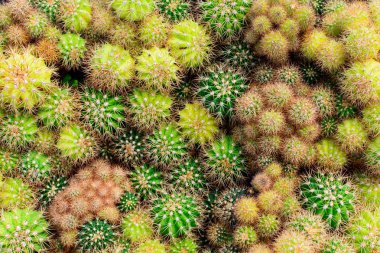 Kaktüs ağacında Dükkanı soydan gelen Satılık ev