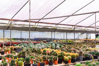 Kaktüs ağacında Dükkanı soydan gelen Satılık ev