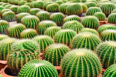 Kaktüs ağacında Dükkanı soydan gelen evde