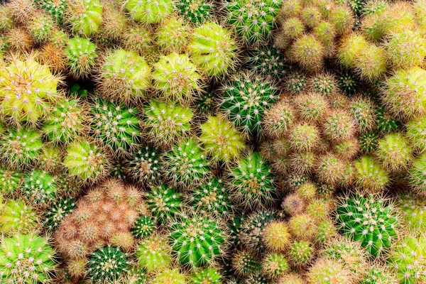 Kaktüs ağacında Dükkanı soydan gelen Satılık ev