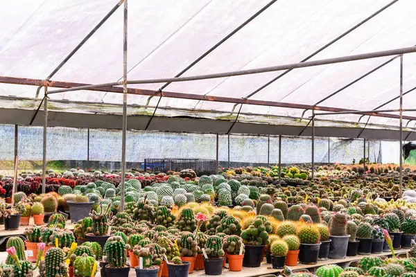 Kaktüs ağacında Dükkanı soydan gelen Satılık ev