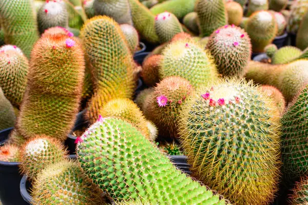 Cactus tree shop with breeding in the house for sale — Stock Photo, Image