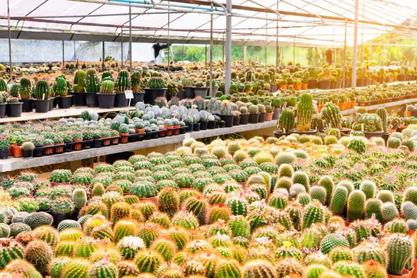 Kaktüs ağacında Dükkanı soydan gelen Satılık ev